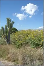 wildflower.webp