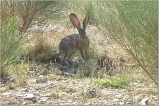 bunny.webp
