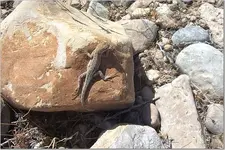 lizzard.webp