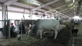 Cattle waiting to be judged.webp Cattle waiting to be judged.webp