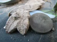 broachpenny.webp broachpenny.webp