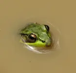 greenfrogpuddle2.webp