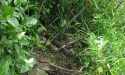WaterSnakefatbelly.webp
