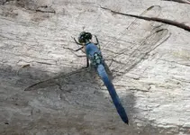 dragonfly.webp