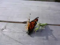 PRAYING MANTIS1.webp