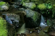 fire 115_RT8.webp
