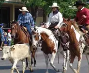 106-cattledrive.webp