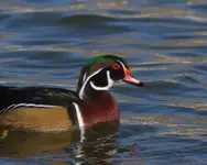 Wood Duck 10-23-07.webp