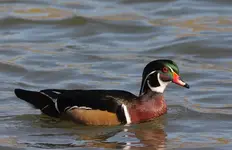Wood Duck(2) 10-23-07.webp