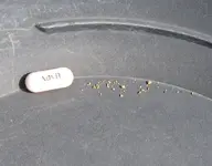 advil.webp