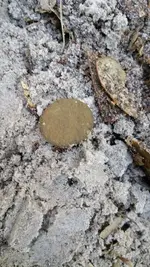 ImageUploadedByTreasureNet.com1423972800.286960.webp ImageUploadedByTreasureNet.com1423972800.286960.webp