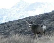 mule deer ruby's.webp
