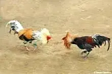 gamecocks.webp