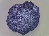 cob2.webp