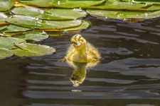 10956090_10200561395113769_281203118_o.webp