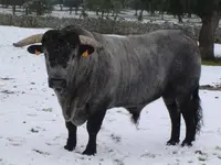 Semental en la nieve.webp