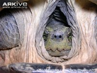 Yellow-headed-temple-turtle-with-head-retracted-into-shell.jpg