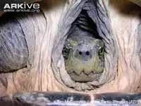 Yellow-headed-temple-turtle-with-head-retracted-into-shell.webp