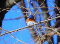 006.webp