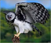 ImageUploadedByTreasureNet.com1427764608.149584.webp