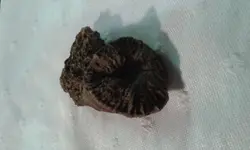 20150325_055411.webp