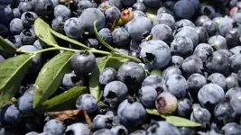 blueberries.webp blueberries.webp