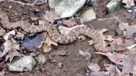 snake 024.webp