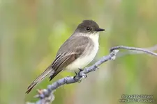 JuddPatterson_EasternPhoebe_9203.webp
