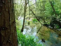 creek behind house.webp