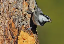 003333.webp