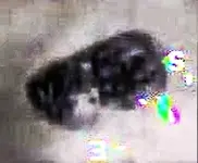 attachmeuiggynt.webp