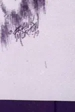 12.webp