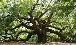 Red Oak.webp