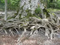 Red Oak roots.webp