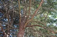 5A.webp