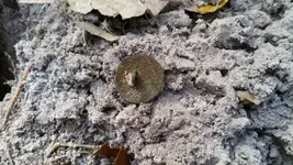 ImageUploadedByTreasureNet.com1424050487.859911.webp