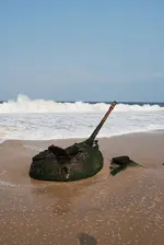 Tank-1.webp