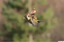 putin weasel.webp