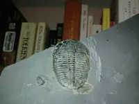 trilobite.webp