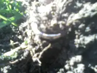 untitled see.webp