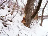 K1600_048.webp