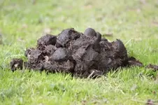horseshit 6338129-a-pile-of-fresh-horse-manure-on-green-grass.webp