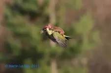 weasel-pecker.webp weasel-pecker.webp