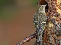 00444.webp