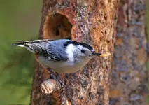 02333.webp