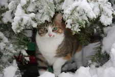Xcat.webp Xcat.webp