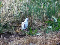 euro dove 1.webp