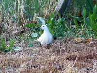 euro dove 2.webp