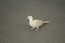 euro dove 3.webp