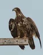 eagle.webp